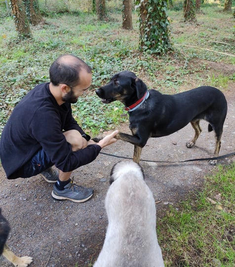 plusieurs chien beauceron et labrador avec éducateur canin