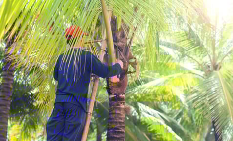 man trimming palm trees in honolulu, hawaii