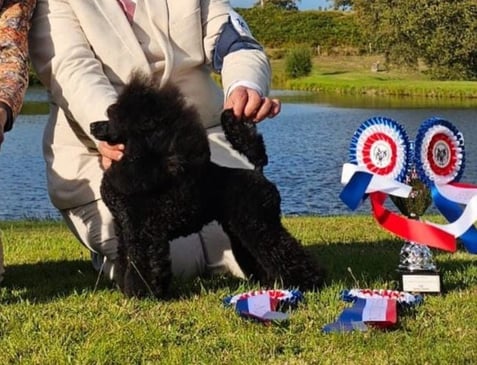 Femelle aniche toy noir en exposition canine