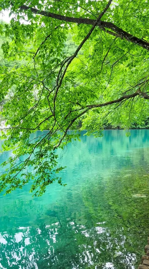 The photo shows amazing nature - a turquoise blue lake and green trees over it, and a small wooden pathway along it.