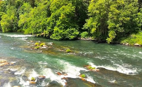 Eugene - Willamette River along Nature Loop Trail at Alton Baker Park
