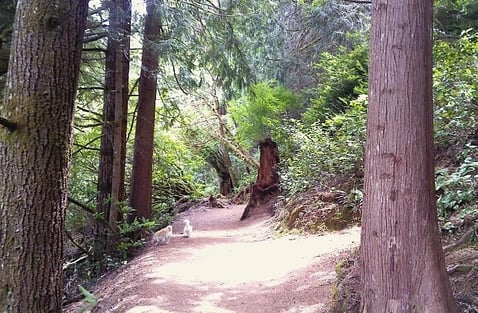 Oregon Coast - Hiking trail at Tugman State Park in Lakeside