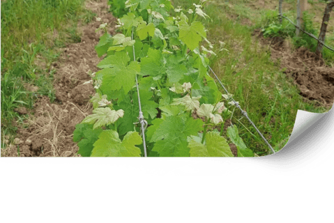 Maneig de males herbes i coberta vegetal a vinyes |