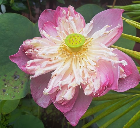 Lotusblume als Symbol für spirituelles Erwachen und Heilung