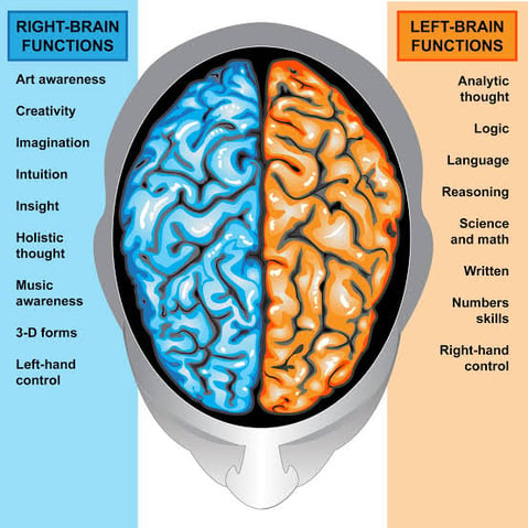 brain hemisphere functions lateralization diagram