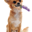 a dog sitting with a flower in its mouth for aromaterapia