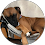 a google profile photo of a dog