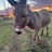 Miniature donkey named Harriet