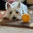a white dog is laying on the carpet