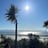 a beach with palm trees and a bright sun