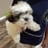 Home raised Shih Tzu puppies