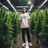 A man stands in a room filled with cannabis plants, dressed in a white T-shirt with a graphic design and text 'Crystalweed High Quality CBD'. The environment appears to be an indoor cultivation area with artificial lighting and reflective surfaces.