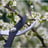 hedge trimming clients review.