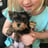 Yorkie