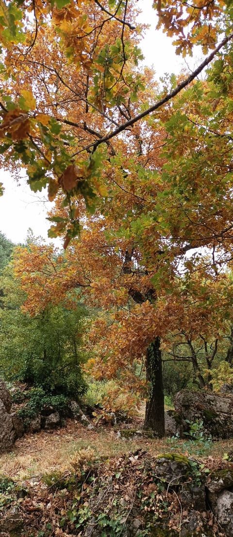 One of our garden oak trees