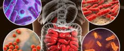 The Impact of Microbiome, Fasting, and Probiotics on Cancer (4)