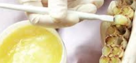 A creamy substance produced by worker honeybees