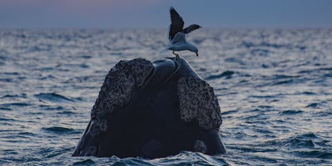 ballenas en el doradillo