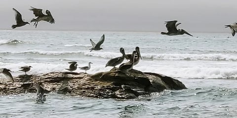 Oregon Coast - Pelicans hanging out on rocks near the shore in Depoe Bay
