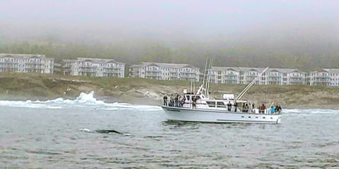 Oregon Coast - Whale watching tours spot a gray whale at Depoe Bay