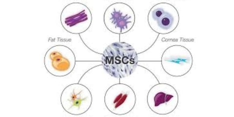 fasting increased stem cells and use it through fasting is natural way of treatment