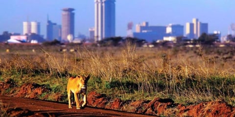 Lion at the Park