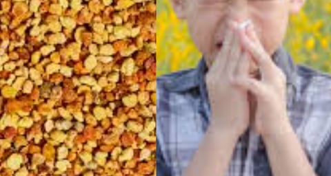 Health Advantages and Role in Weight Gain Bee pollen, abundant in vitamins, minerals, and amino ac
