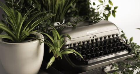 Spider plant with typewriter