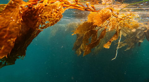 Kelp seaweed, used to make seaweed extract for plants