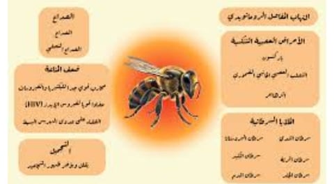 العلاج بالنحل فوائد سم النحل واستخداماته العلاجية