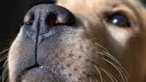 _🧠👃 The Nose Knows Exploring the Strange Smell Linked to Cancer