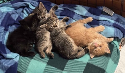 Kitten Season Appeal