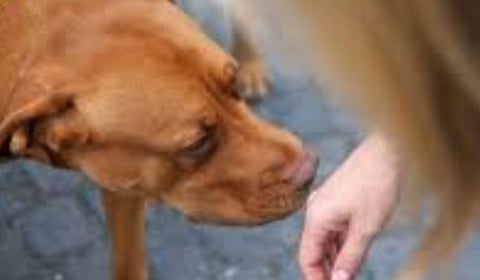 _🧠👃 The Nose Knows Exploring the Strange Smell Linked to Cancer