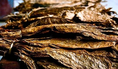 Tobacco leaves