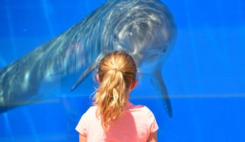 a girl in a pink shirt is looking at a dolphin in oceanographic, Valencia