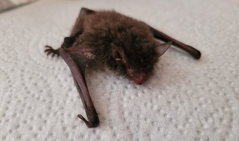 bat rescue found a bat injured Hereford