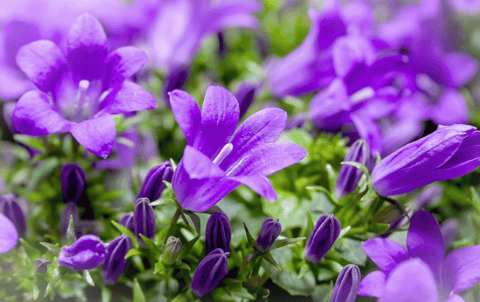 Campanula spp., bell-shaped blue and purple flowers with green foliage in a garden setting.