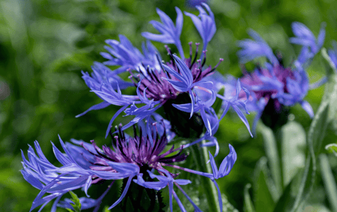 Centaurea cyanus with vivid blue petals and slender green stems, blooming in a meadow.