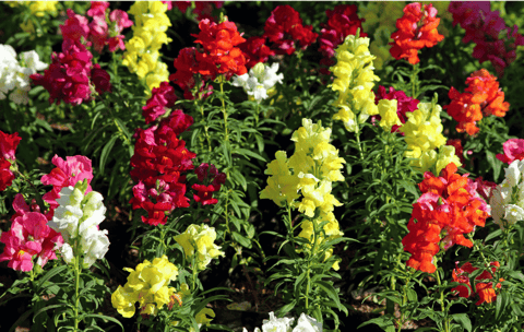 Antirrhinum majus with tall spikes of colorful tubular flowers in pink, red, yellow, and white.
