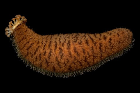 sea cucumber