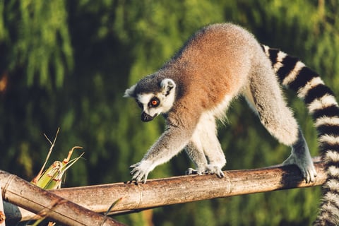 Lemure dalla coda ad anelli in Madagascar