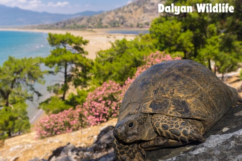 a turtle near flowers