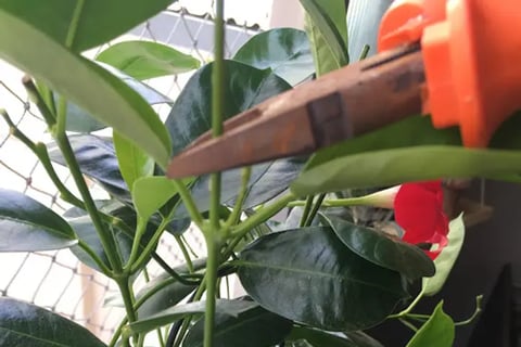 Poda mandevilla