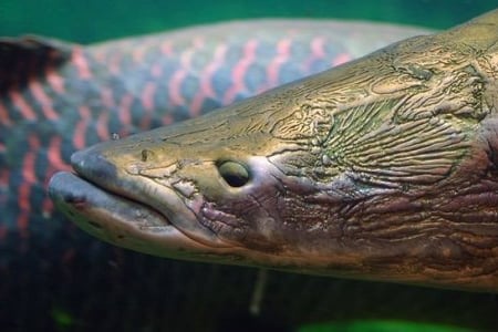 a fish with a fish in the water