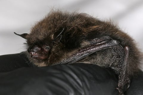 Whiskered bat Myotis mystacinus