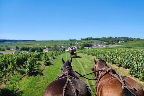 Horse riding in vineyards in Champagne