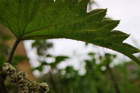 Underside of a nettle leaf showing the hook hairs
