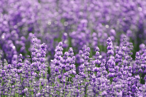 Lavandula angustifolia growing in a sunny garden setting