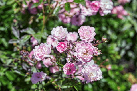 Rosa gallica in full bloom, displaying deep pink to red petals with a velvety texture.