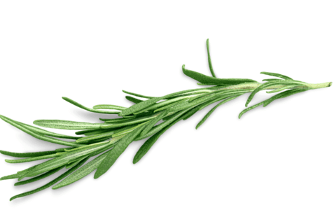 Thyme with aromatic green foliage